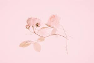 Fragile pink roses on a soft pink background, symbolising vulnerability and delicate health issues related to frailty and ethnicity health considerations.