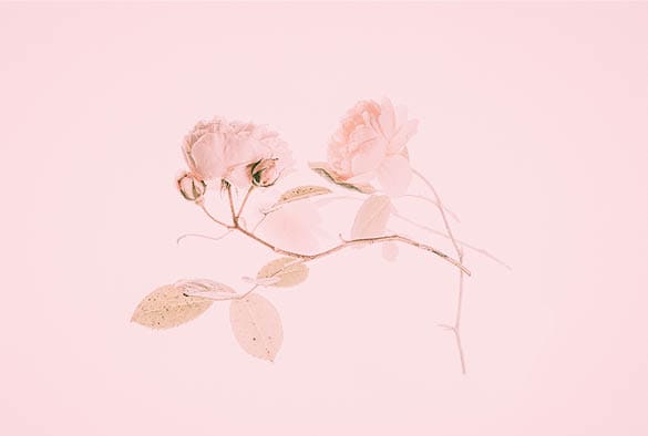 Fragile pink roses on a soft pink background, symbolising vulnerability and delicate health issues related to frailty and ethnicity health considerations.