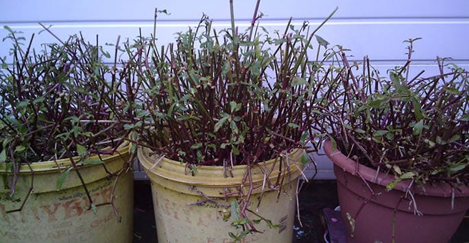 Dried-up potted plants with sparse, brittle stems and minimal foliage on a balcony or outdoor area, indicating possible neglect or environmental stress.
