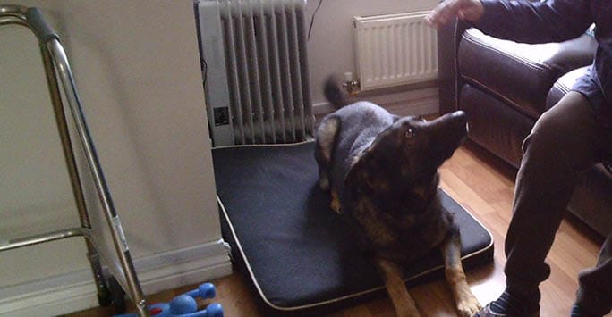 Labrador retriever resting on a dark cushion in a living room setting, with a person sitting nearby. The room features a radiator, radiator cover, and a wooden floor, highlighting a comfortable home environment.