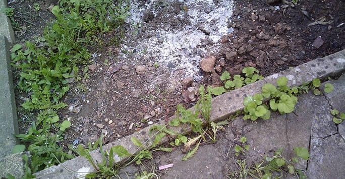 Overgrown weeds and cracked pavement on a garden edge, illustrating environmental factors potentially impacting frailty and health in different ethnic communities.